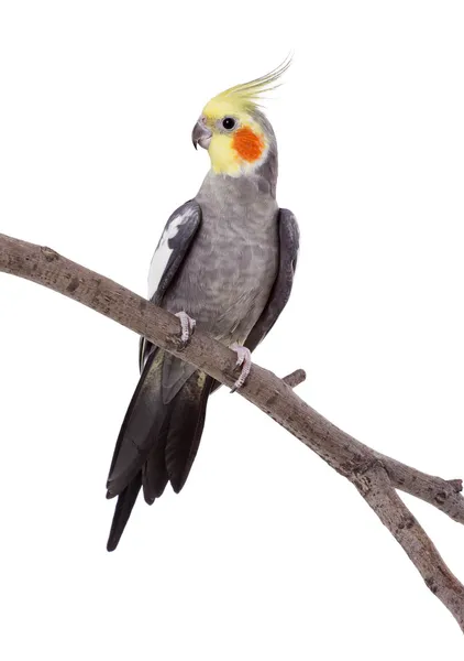 Papagaio no poleiro — Fotografia de Stock