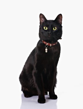 Black cat sitting in white background clipart