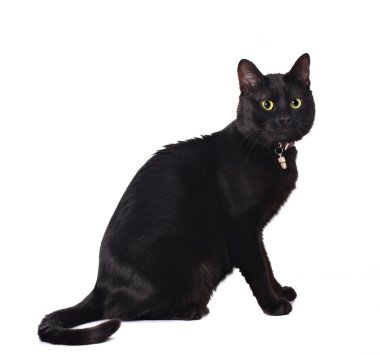 Cute black cat clipart