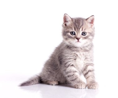 Funny little grey kitten clipart