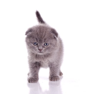 Cute grey kitten clipart