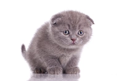 Funny little britich kitten clipart