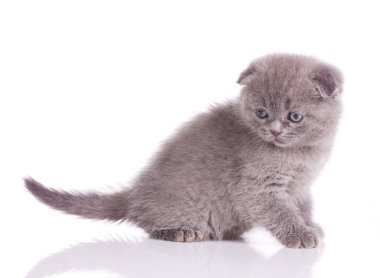 Little british kitten clipart