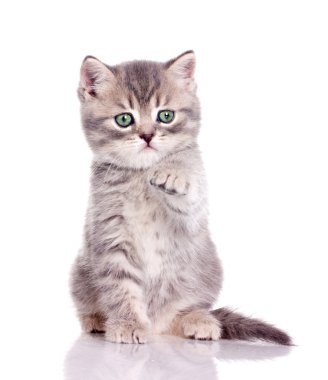 Cute kitten holding out paw clipart