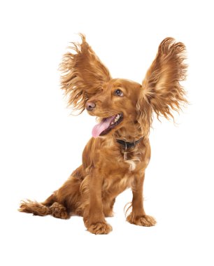 Adorable cocker spaniel with flying ears in studio clipart