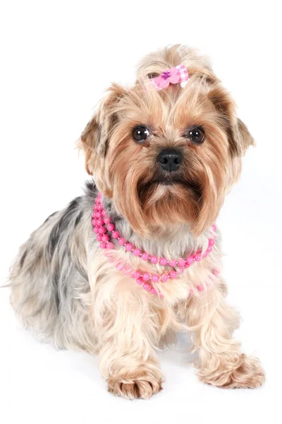 Sebuah yorkshire glamor dalam kalung merah muda — Stok Foto