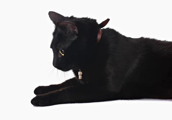 Czarny kot — Zdjęcie stockowe