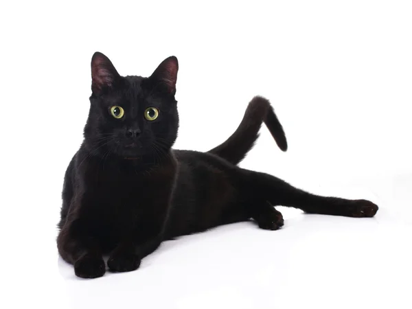 Czarny kot — Zdjęcie stockowe