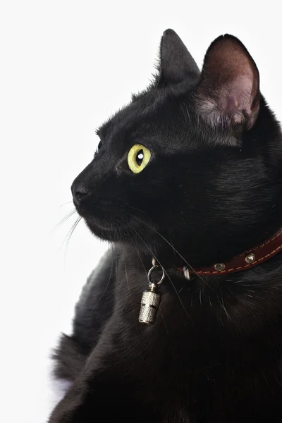 Retrato de un gato negro — Foto de Stock