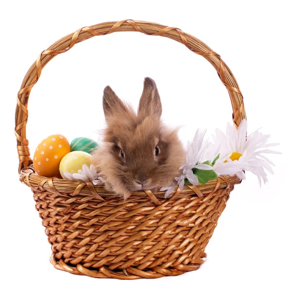 Pequeño conejito y huevos de Pascua en cesta —  Fotos de Stock
