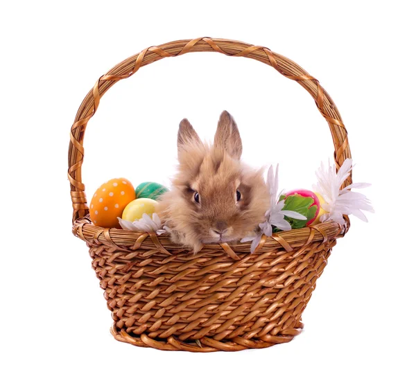 Rabbit and Easter eggs in basket — Stock Photo, Image
