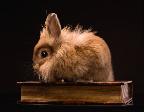 Пушистый кролик на книге — стоковое фото
