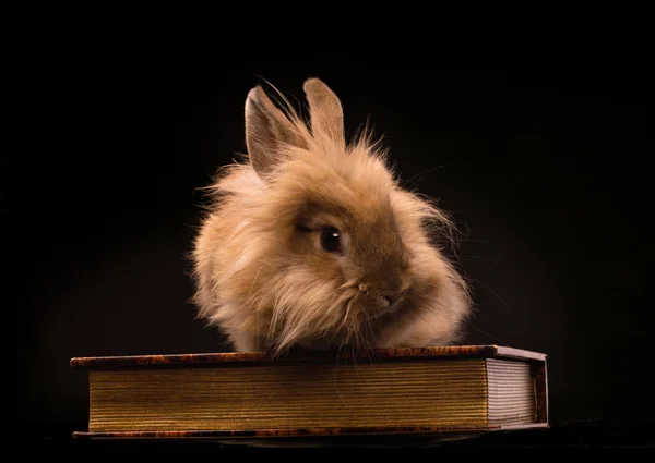 Кролик и книга — стоковое фото