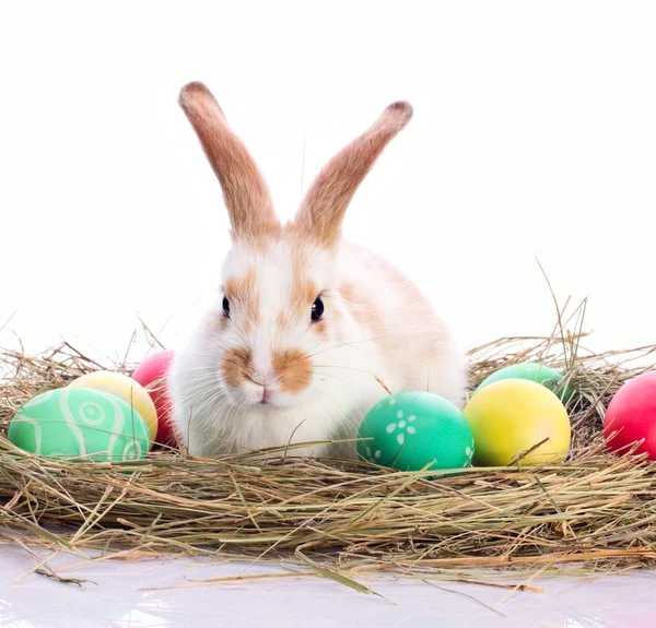Easter bunny in velour grasses — Stock Photo, Image