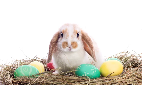 Uroczy mały królik z pisankami — Zdjęcie stockowe