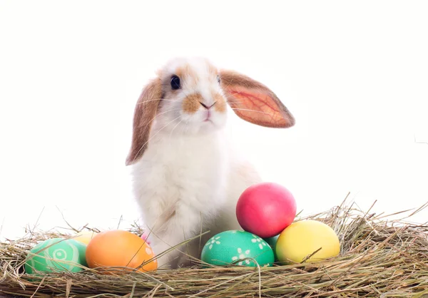 Пасхальный кролик и яйца — стоковое фото