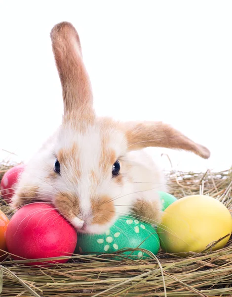 Tired easter bunny — Stock Photo, Image