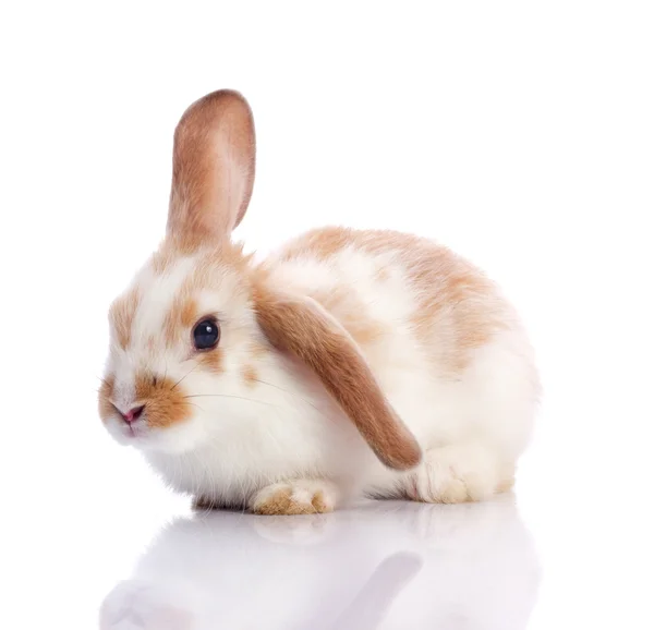 かわいいウサギ — ストック写真
