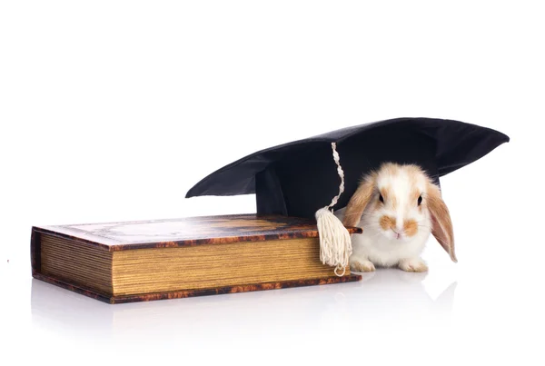 Clever babbit — Stock Photo, Image
