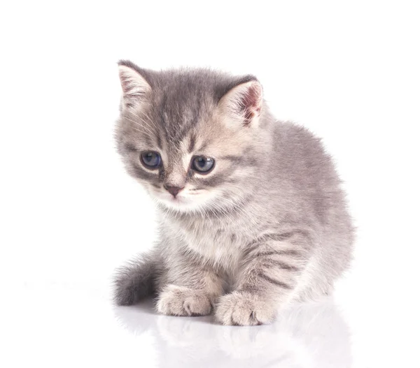Pequeño gatito gris divertido — Foto de Stock