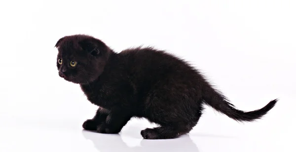 Malé černé kotě — ストック写真