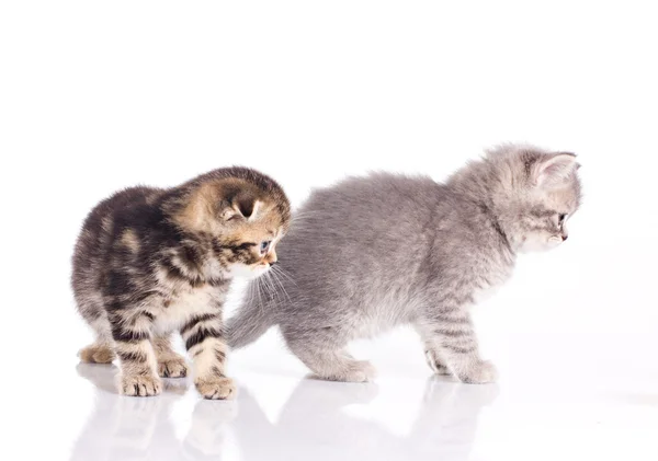 Two little kittens — Stock Photo, Image
