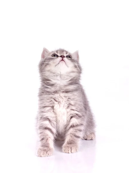 Ловкий изолированный котенок — стоковое фото