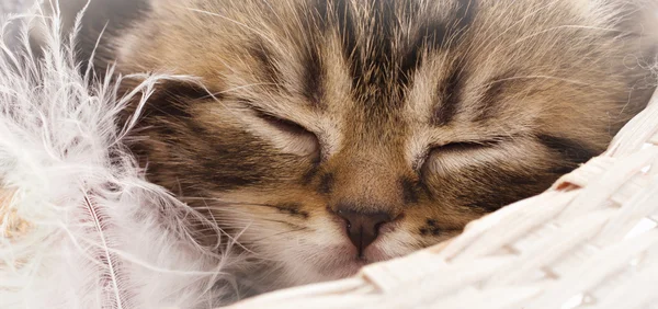 Gattino addormentato — Foto Stock