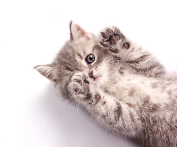Kitten se întinde pe spate — Fotografie, imagine de stoc