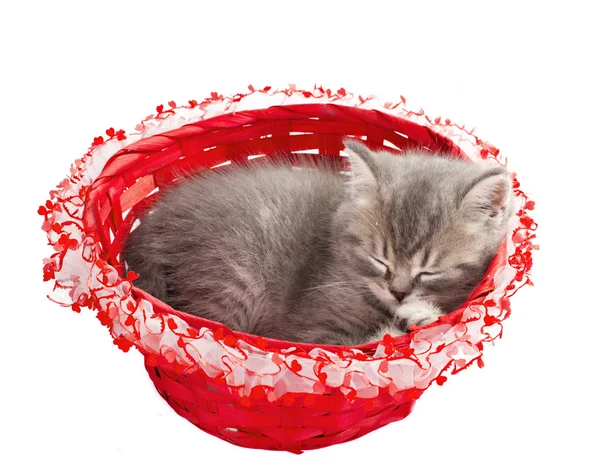 Pequeno gatinho dormir na cesta — Fotografia de Stock