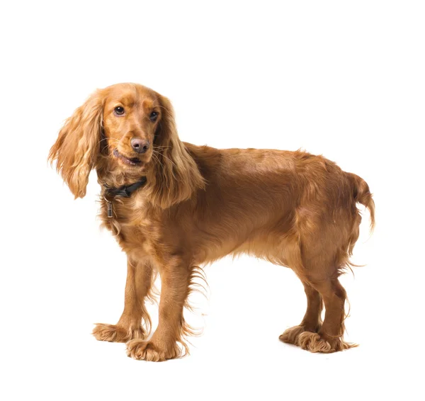 Adorable perro cocker spaniel —  Fotos de Stock