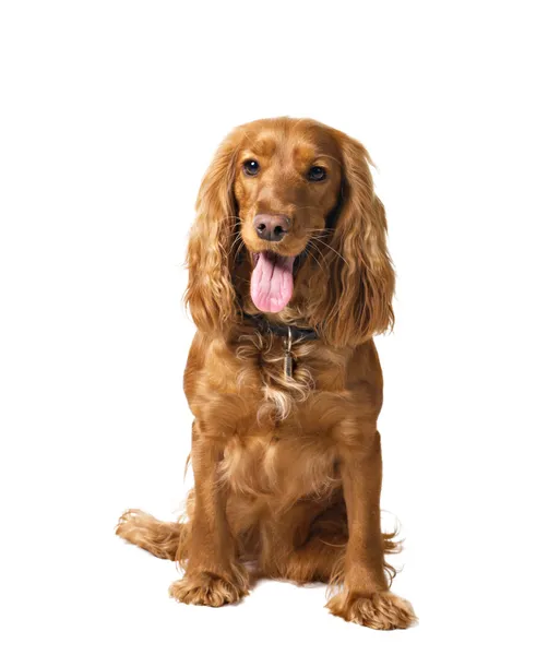 Hond cocker geïsoleerd op wit — Stockfoto