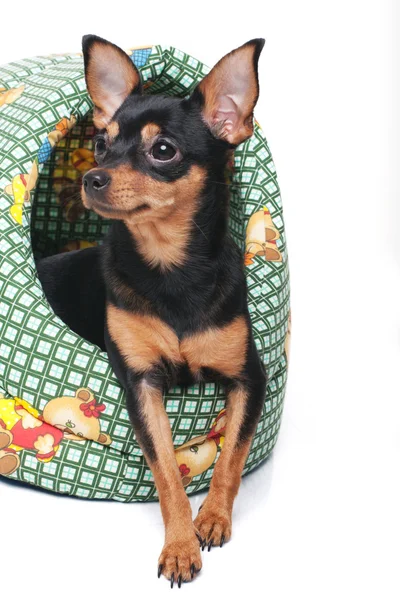 A russian toy terrier — Stock Photo, Image