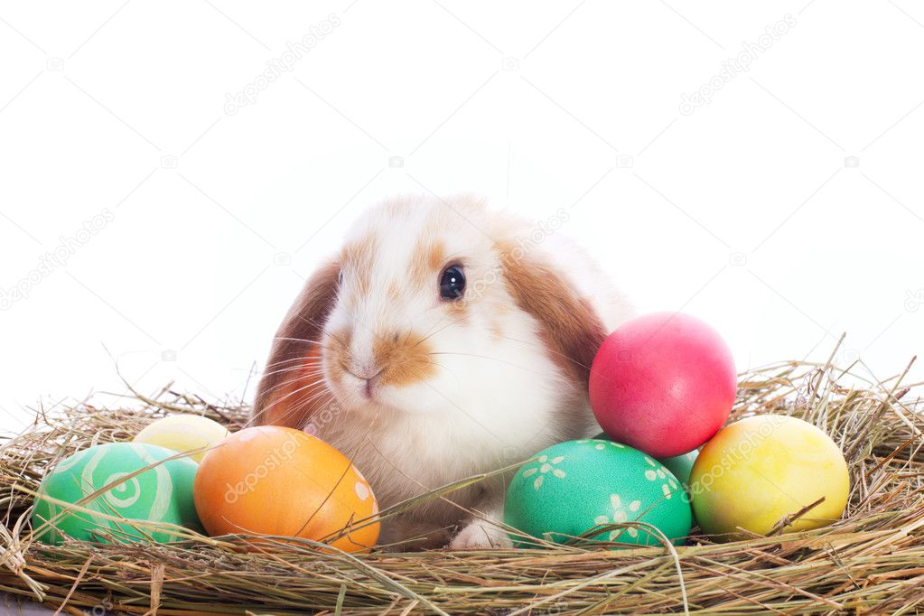 Funny little rabbit and easter eggs