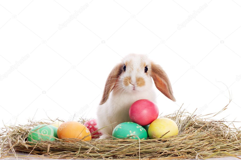 Funny rabbit and easter eggs