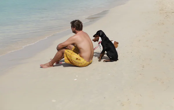 Junge mit Hunden am Strand Stockfoto