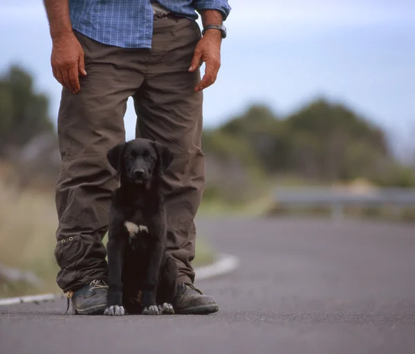 stock image Labrador and his owner