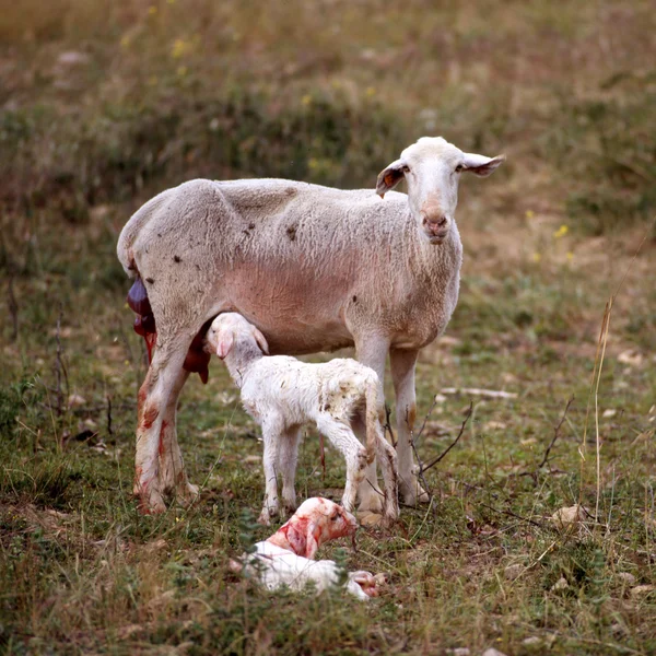stock image Sheep and her new born