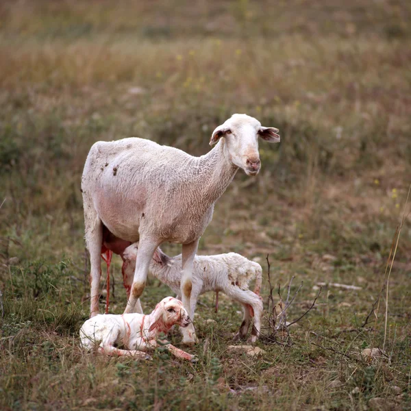 Stock image Sheep and her new born