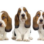 Basset Hound Puppies Hush Puppies — Stock Photo © lifeonwhite