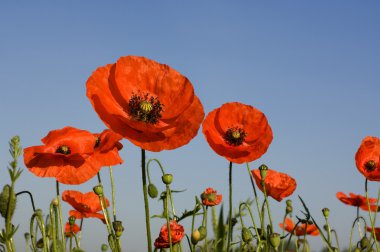 Poppies clipart