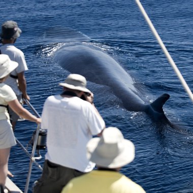 Tourists watching a whale, view from back clipart