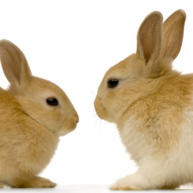 Rabbits dating clipart