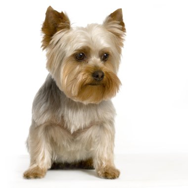 Portrait of yorkshire Sitting in front of white background clipart