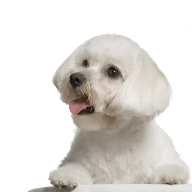 Bichon maltais