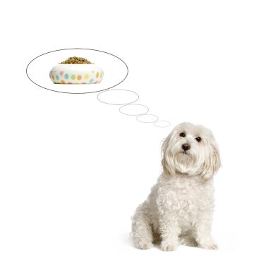 Maltese dog thinking about his dinner in front of white background clipart