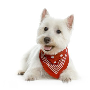 West Highland Terrier White lying in front of white background with a red scarf