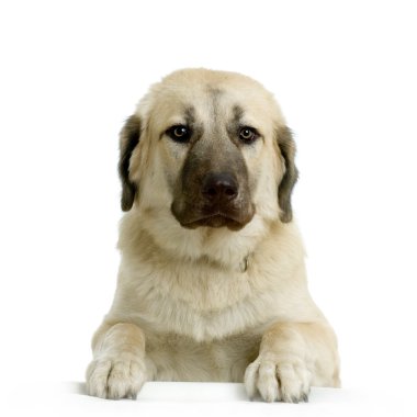 Anatolian Shepherd Dog in front of white background clipart