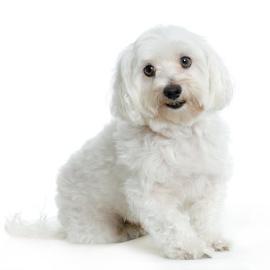 Maltese dog clipart