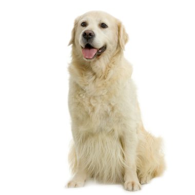 Golden retriever clipart